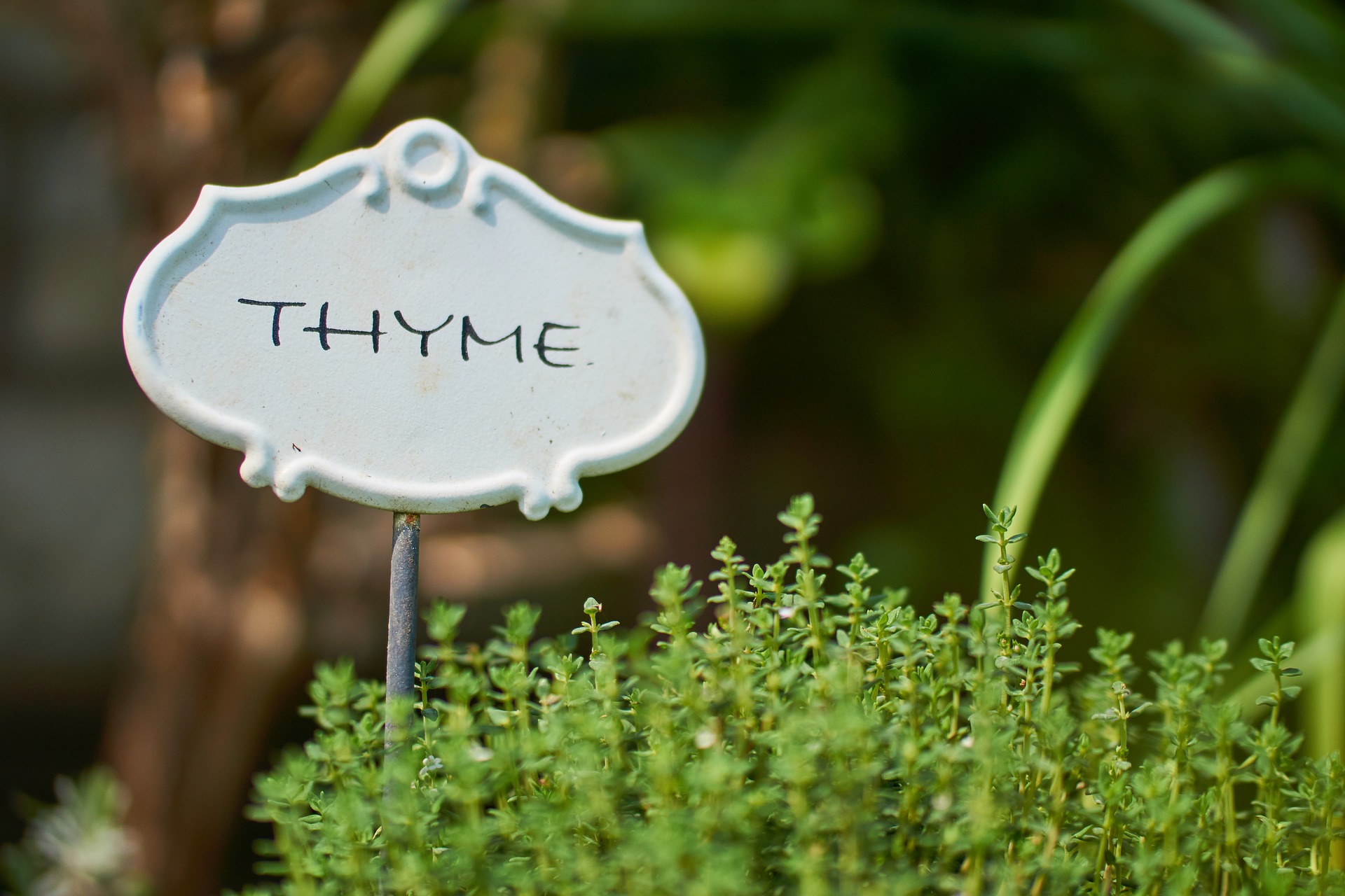 Thymes Goldleaf is one of of Thymes oldest and most popular